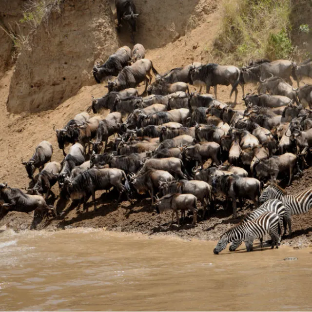 Best Time For The Wildebeest Migration